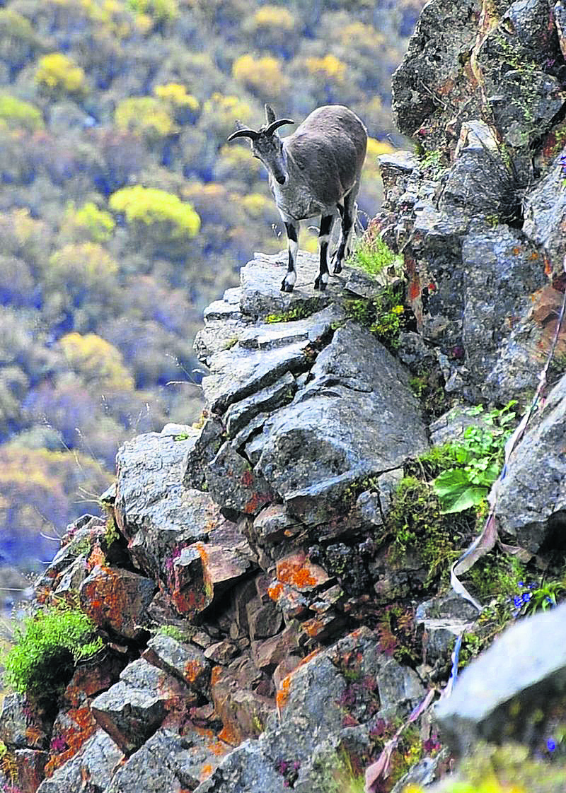 Number of Himalayan blue sheep on rise at Dhorpatan Hunting Reserve